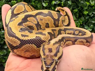 Python Snake reptiles Juvenile ball pythons - Advert 5