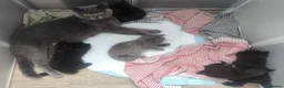 British Shorthair cats for stud: Stunning British Shorthair Stud – “Bear” - Advert 4