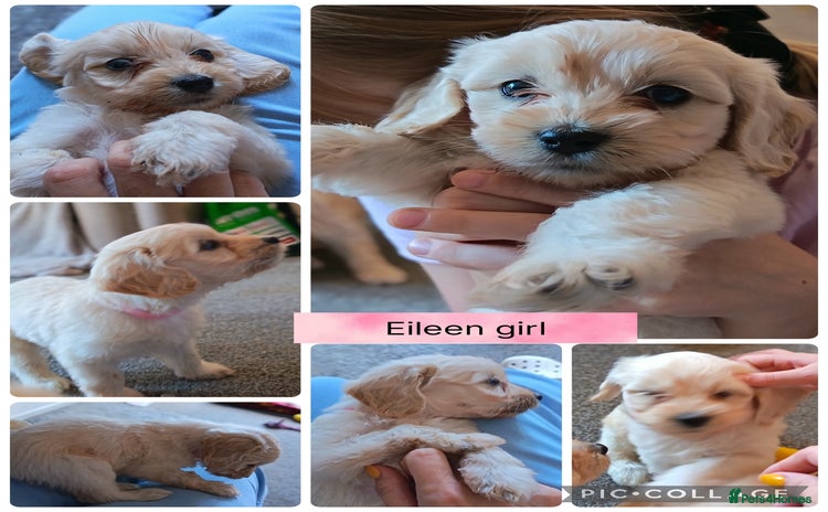 Mixed Breed dogs - Advert 15