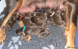 Dobermann dogs for sale: *HEALTH TESTED,HOME REARED,STUNNING DOBERMAN PUPS - Image 19