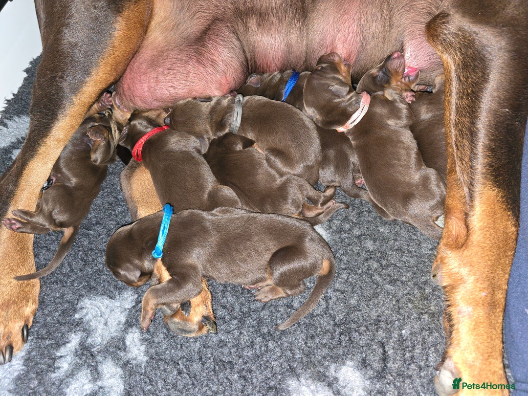 Dobermann dogs for sale: *HEALTH TESTED,HOME REARED,STUNNING DOBERMAN PUPS - Image 19