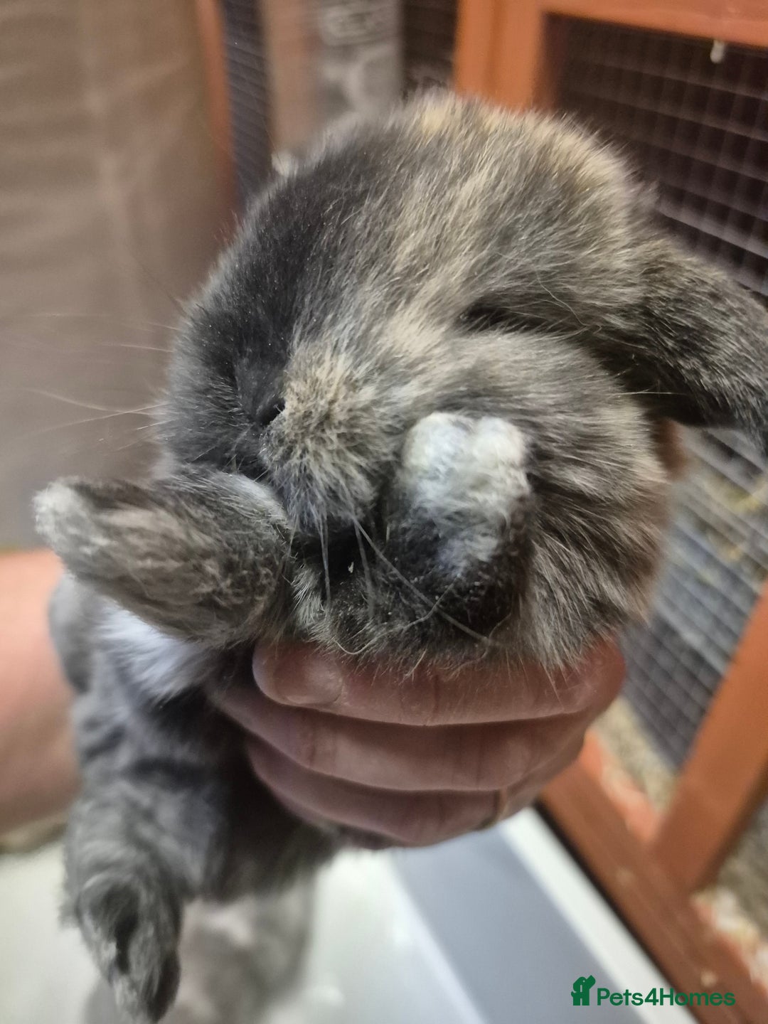 Mini Lion Lop rabbits for sale: Mini lops ready  **  - Image 5