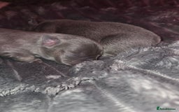 French Bulldog dogs for sale: 5 beautiful male french bulldog puppies  - Image 3