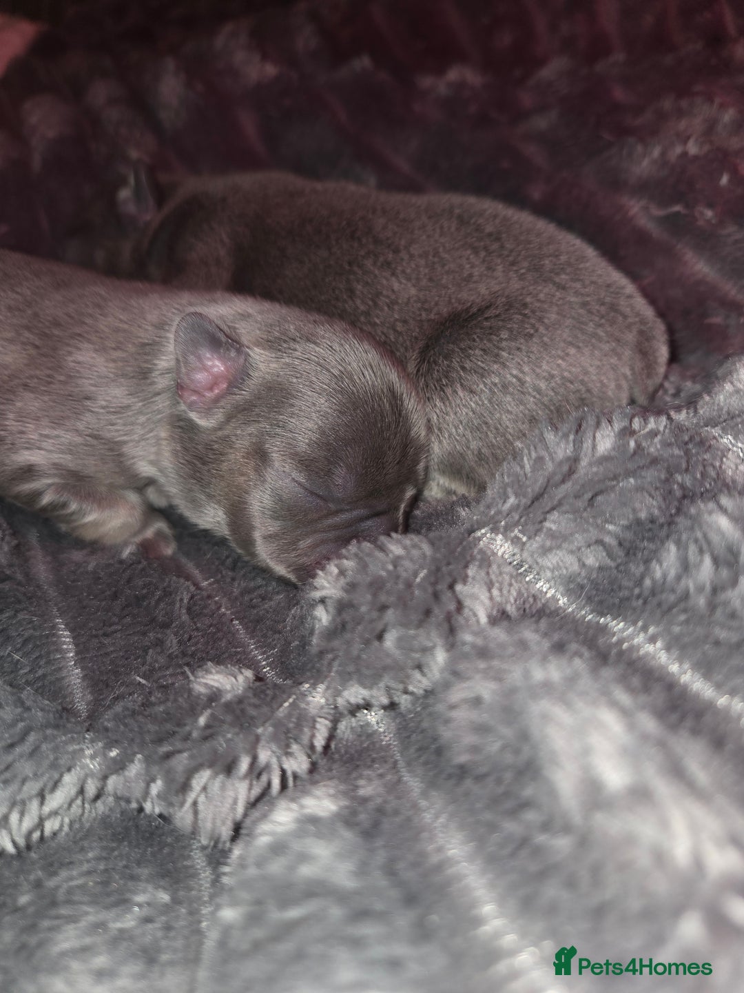 French Bulldog dogs for sale: 5 beautiful male french bulldog puppies  - Image 3
