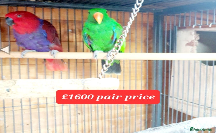 Parrots birds - Advert 11