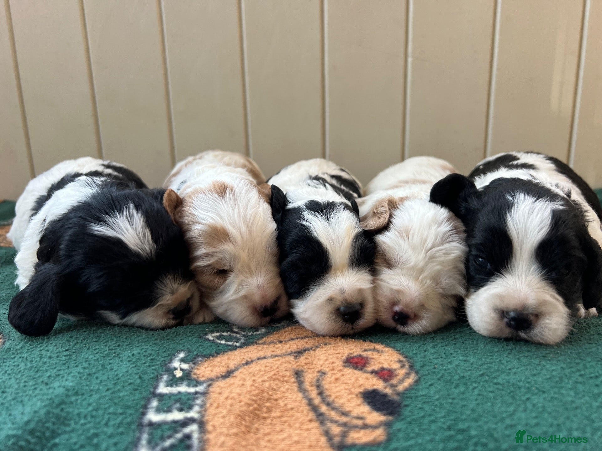 Cavapoo dogs F1 Cavapoo Waiting List  - Advert 1