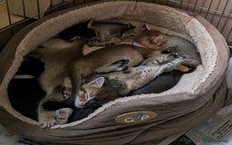 Burmese cats for sale: Burmese Cross Kittens - Image 5