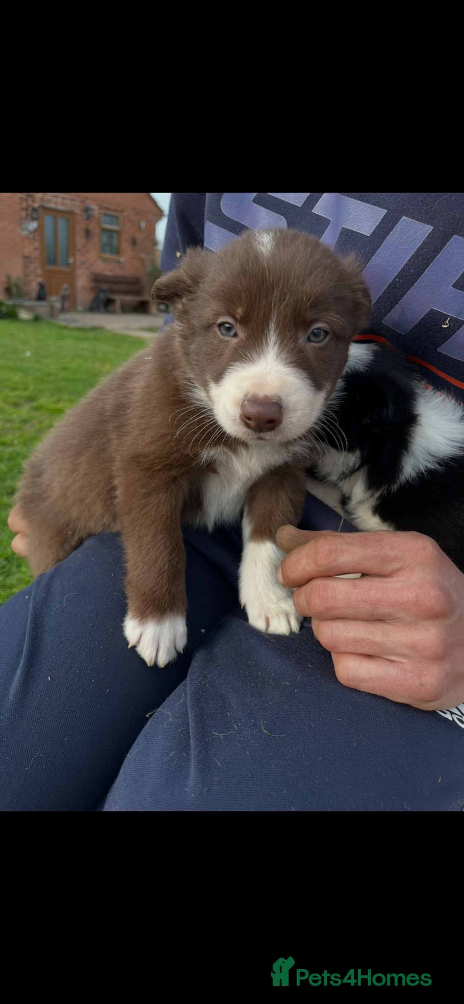 Border Collie dogs Border collie puppy’s  - Advert 2