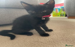 Mixed Breed cats for sale: 2 female kittens 1 male kitten for sale  - Image 8
