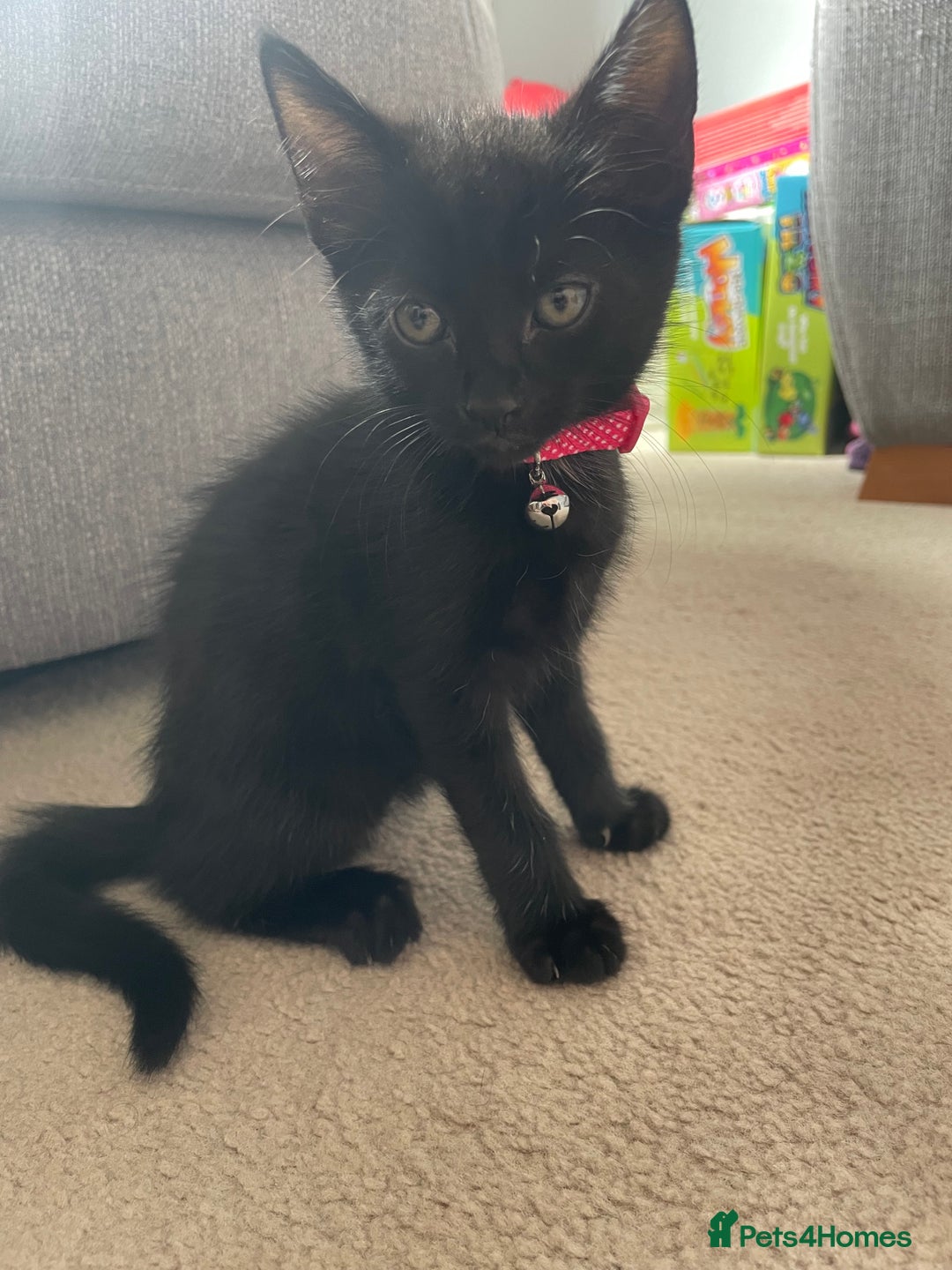Mixed Breed cats for sale: 2 female kittens 1 male kitten for sale  - Image 8