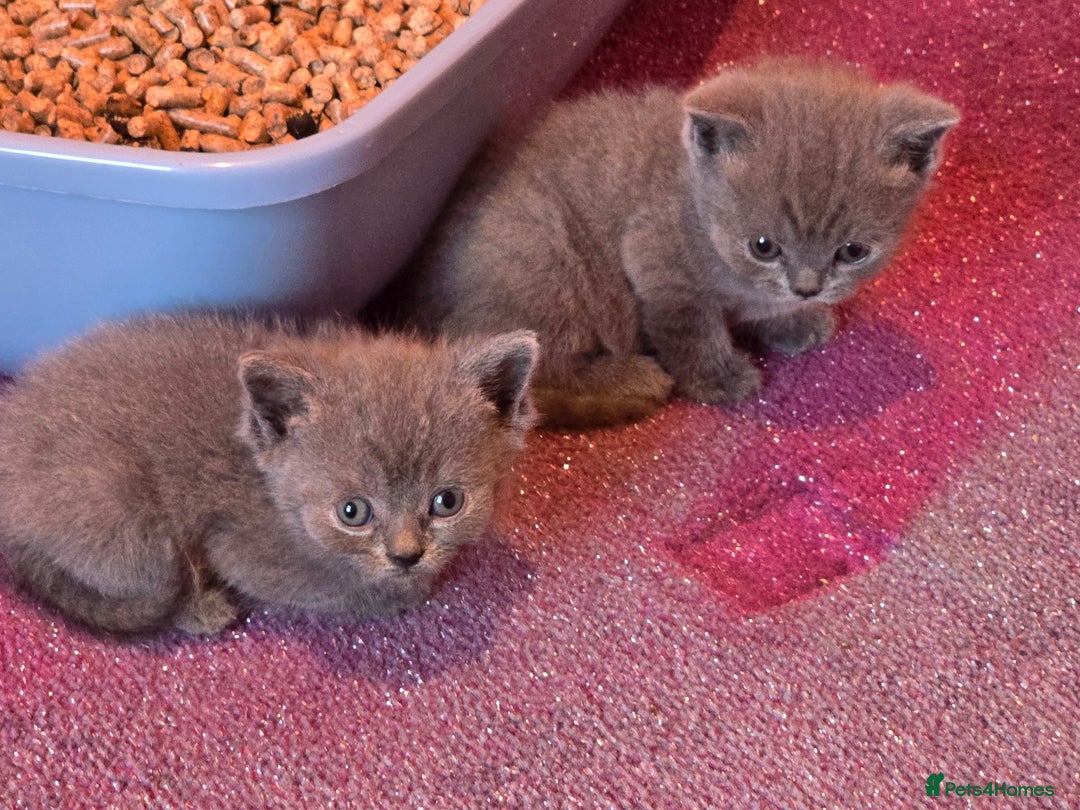British Shorthair cats for sale: 6 x British Short-haired Blue kittens for sale - Image 17