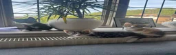 Mixed Breed cats for sale: Adorable kittens looking for their forever home😺 - Advert 2