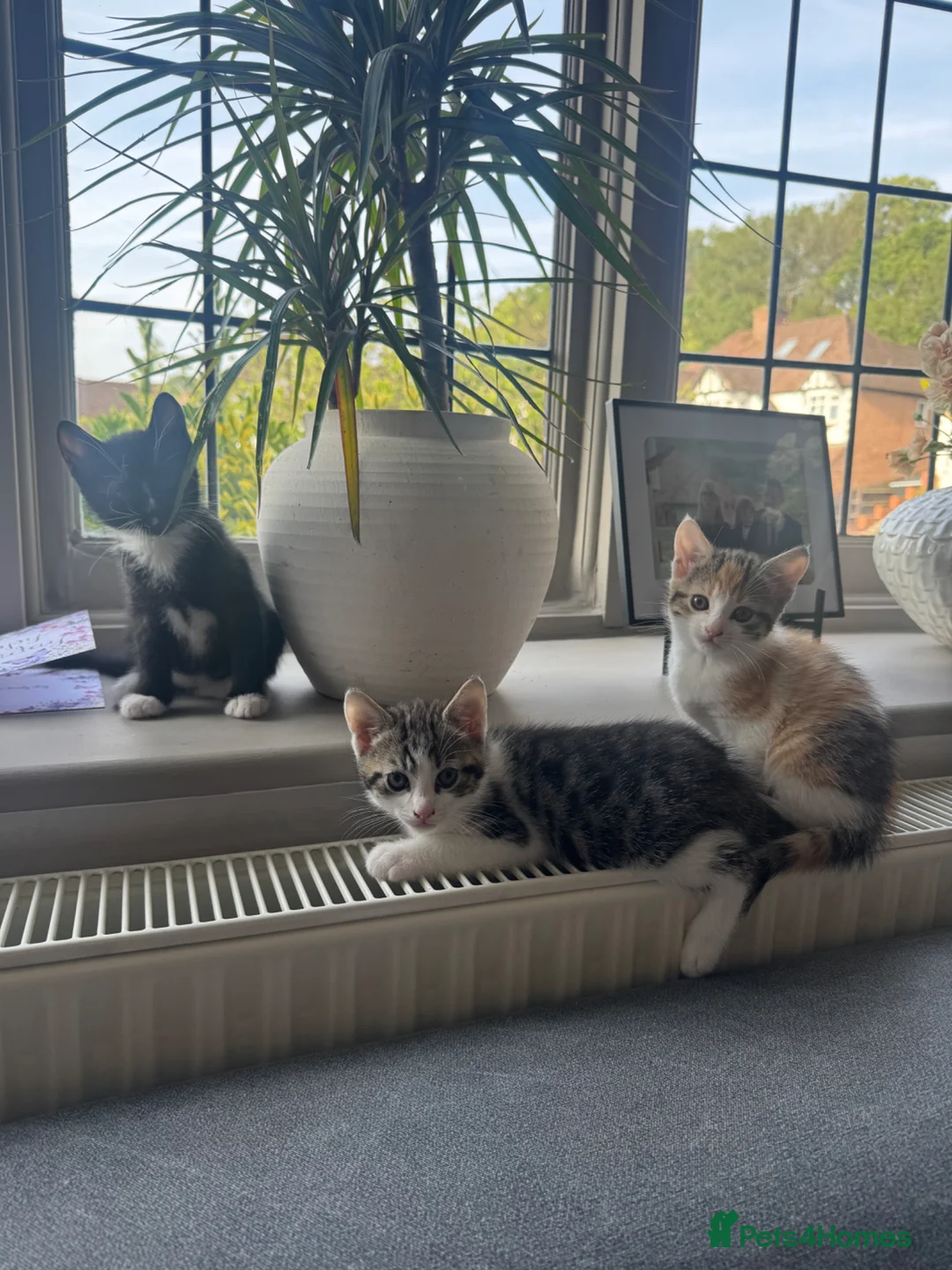 Mixed Breed cats for sale: Adorable kittens looking for their forever home😺 - Advert 2