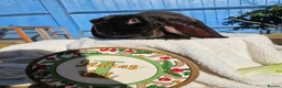 Rex rabbits for sale: Velveteen Litter  - Advert 8
