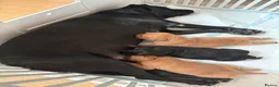 Labrador Retriever dogs for sale: KC reg Labrador puppies: 1 Fox Red, 1 black  in Northwich - Advert 4