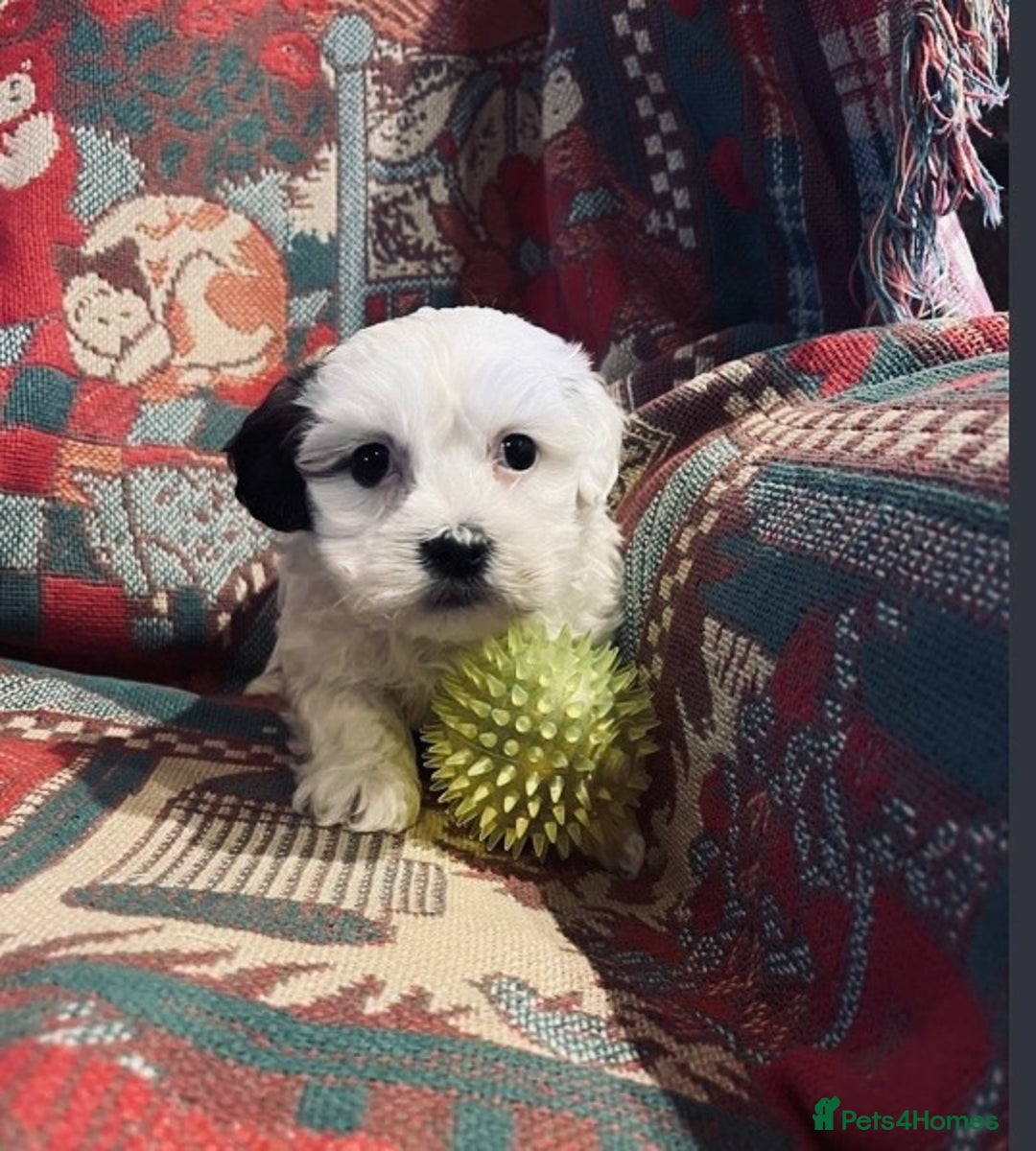 Maltese dogs for sale: Maltease puppies - Advert 3