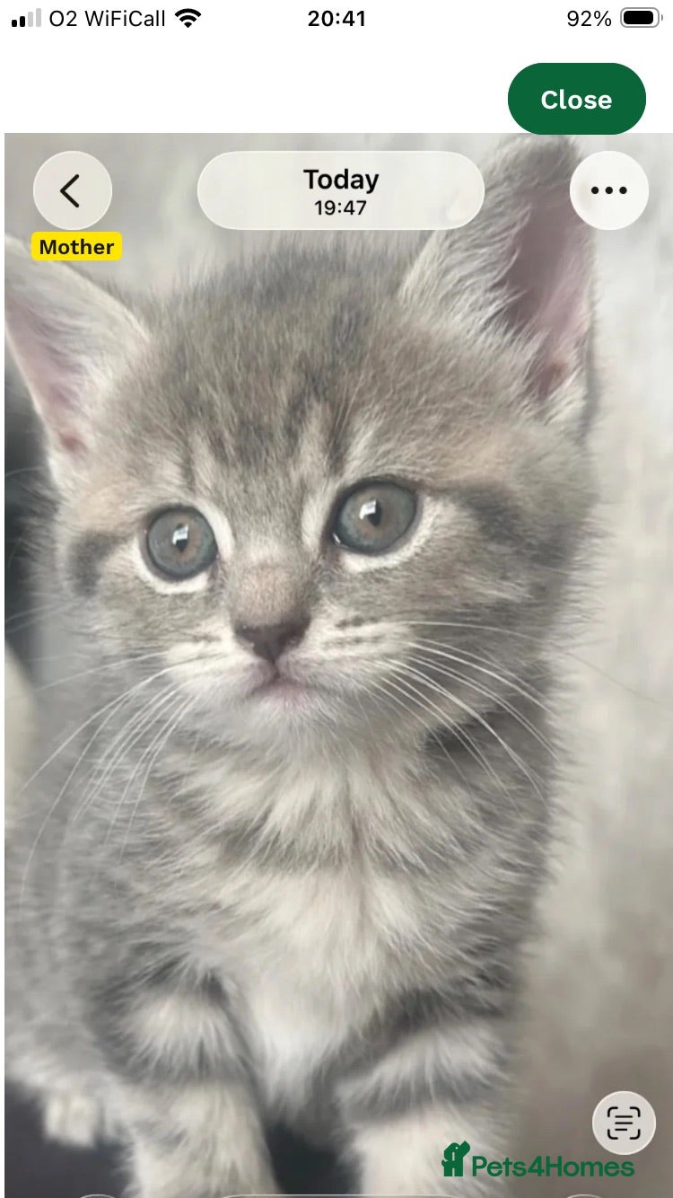 British Shorthair cats Ready for Rehoming - Advert 16