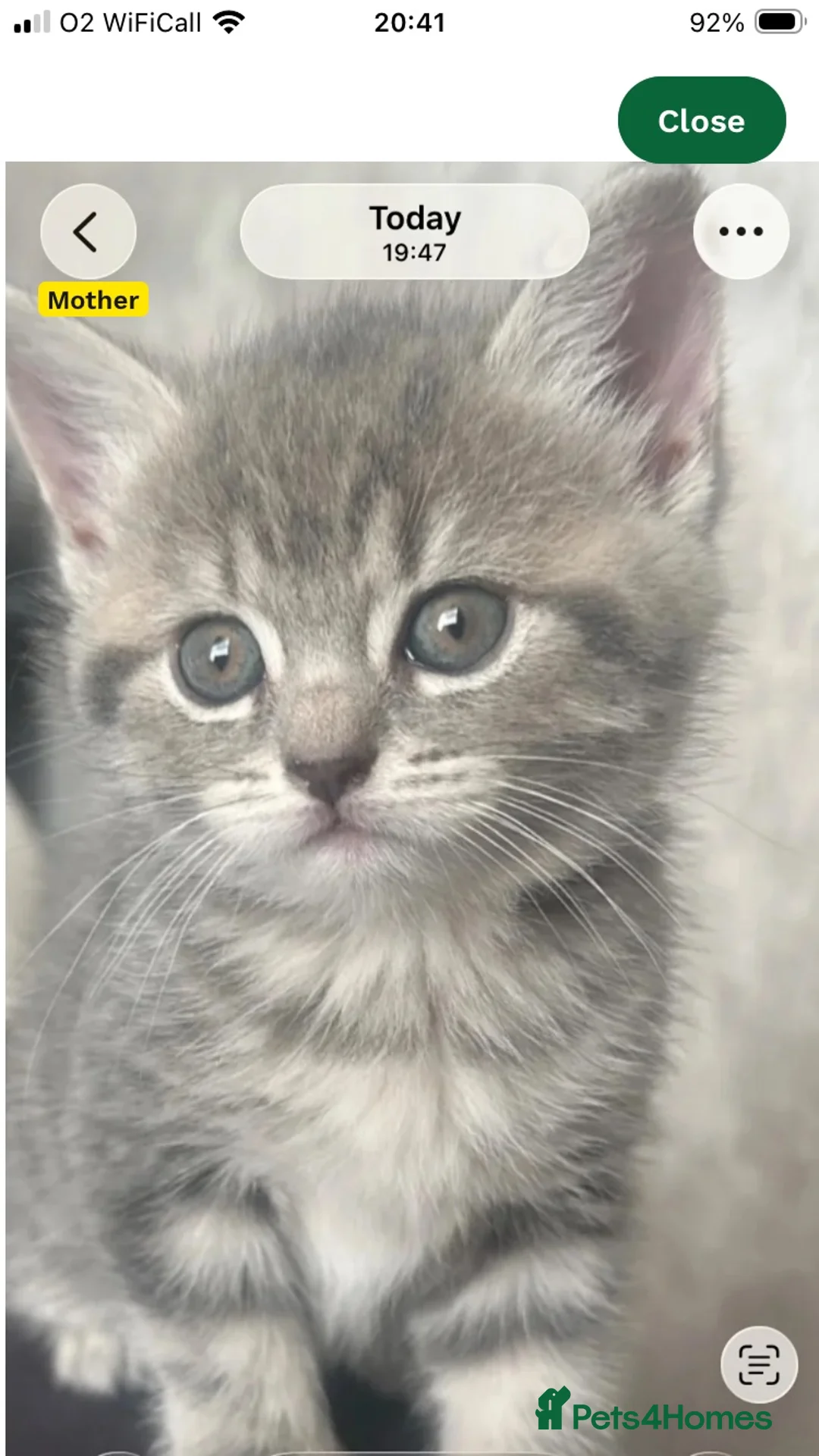 British Shorthair cats for sale: Ready for Rehoming - Advert 1
