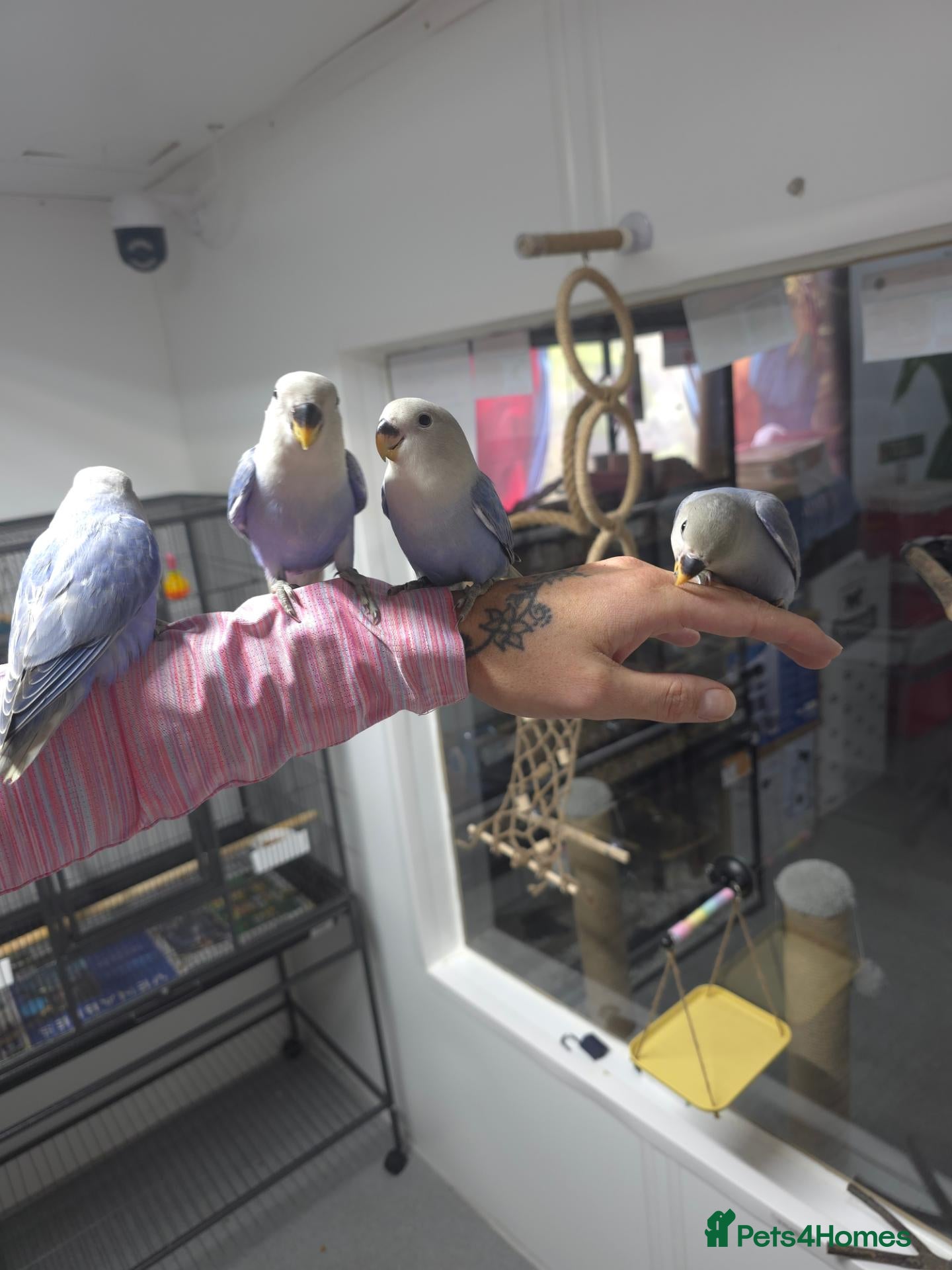 Lovebirds birds Peach faced blue lovebird - Advert 2