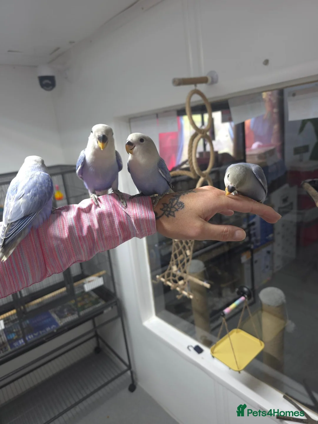 Lovebirds birds for sale: Peach faced blue lovebird in Pontefract - Advert 2
