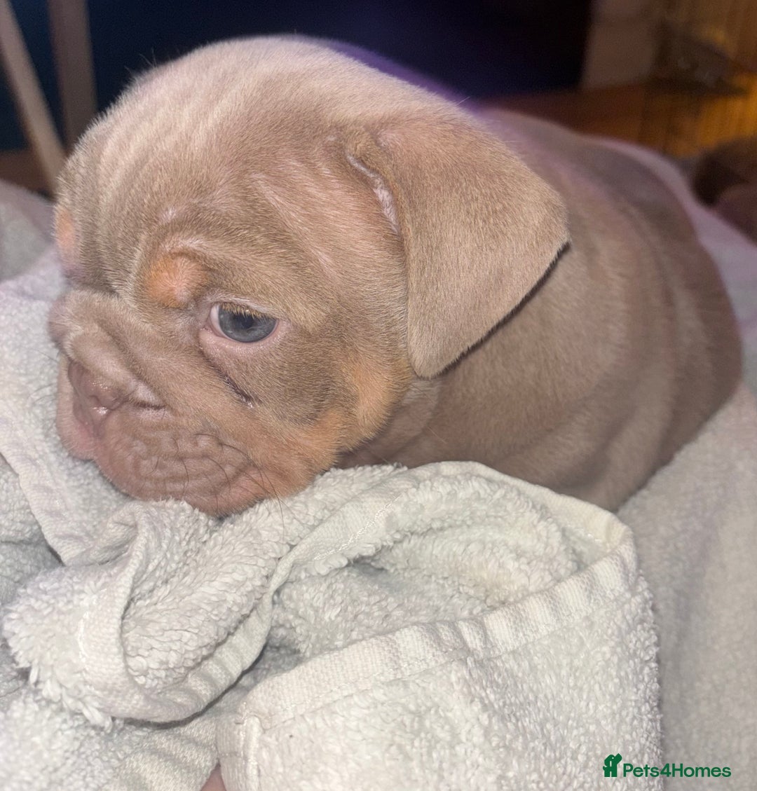 English Bulldog dogs for sale: 2 English bulldog 'lilac' puppies READY 8TH DEC 25 - Advert 18