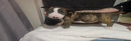 English Bull Terrier dogs for sale: Top Quality KC English Bull Terrier Puppies - Advert 9