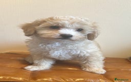 Cavapoochon dogs for sale: Fully DNA tested Cavapoochons  - Image 4