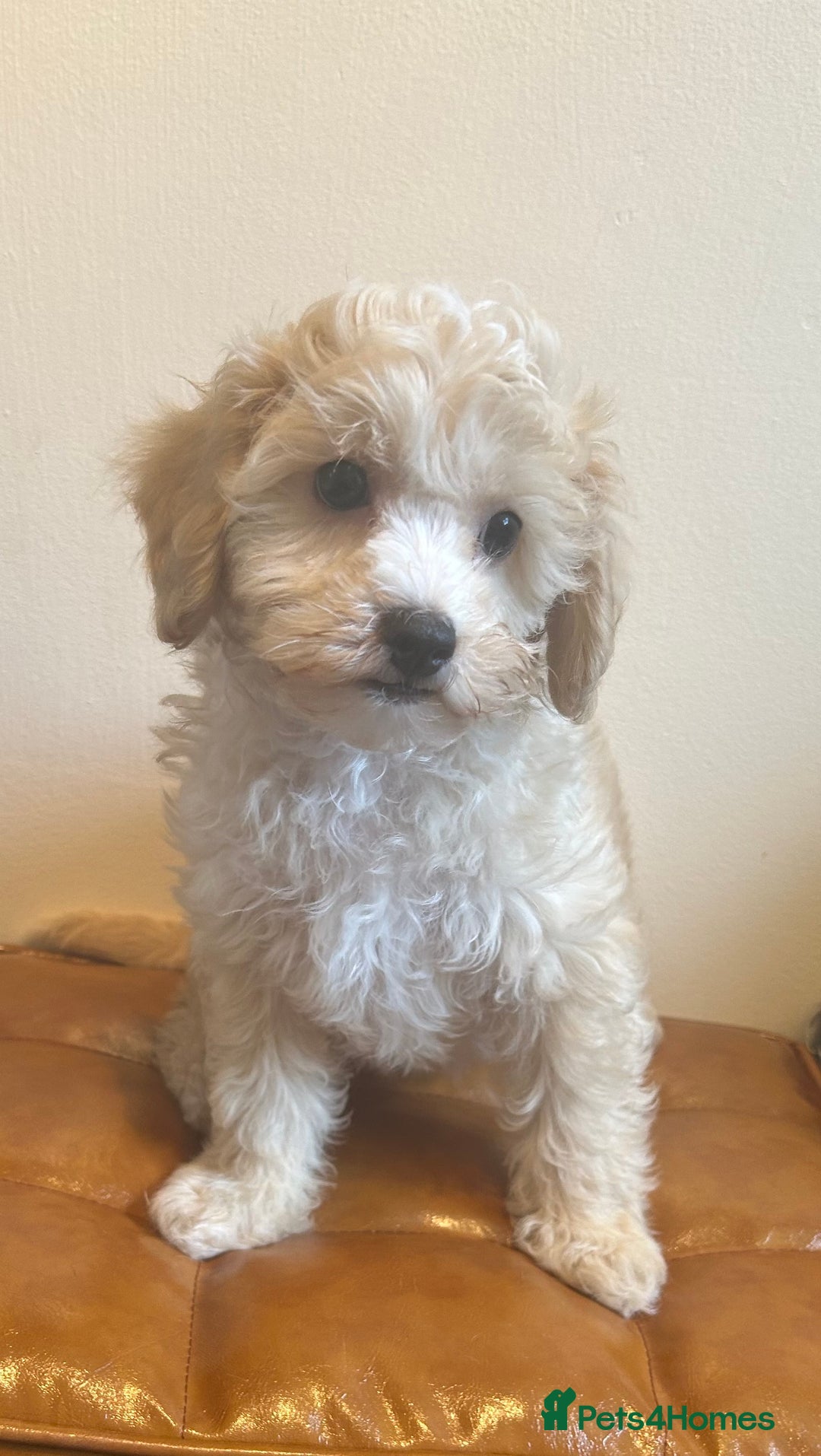 Cavapoochon dogs for sale: Fully DNA tested Cavapoochons  - Image 4