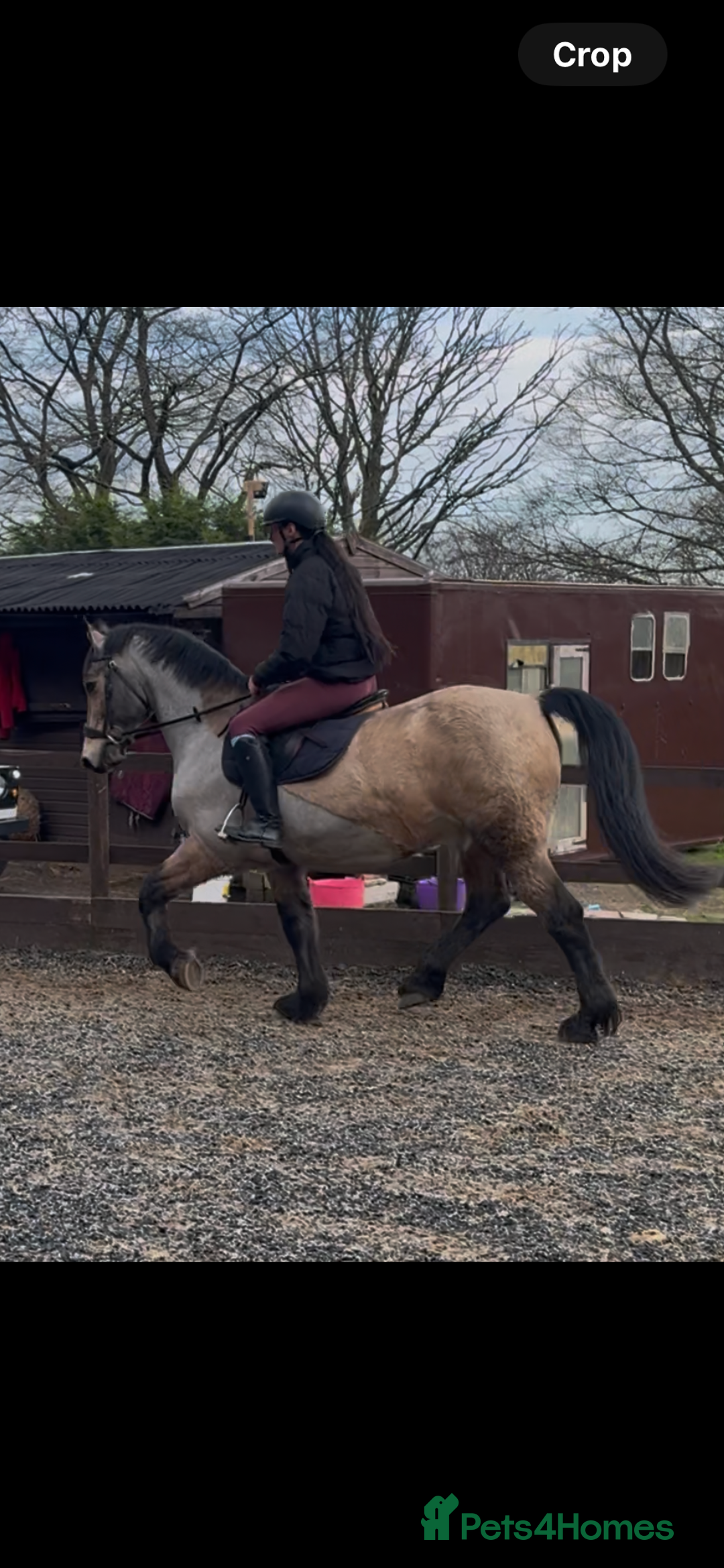 Welsh Section D horses for sale: Goldie - Dun Section D  - Advert 3