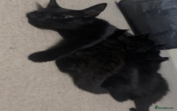 Mixed Breed cats for sale: 2 mixed kittens ready for there forever homes - Image 9