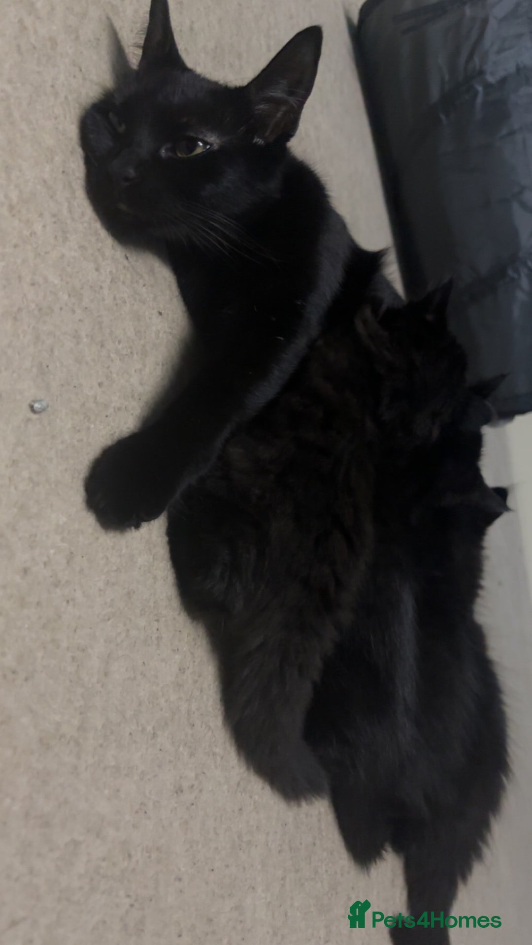 Mixed Breed cats for sale: 2 mixed kittens ready for there forever homes - Image 9