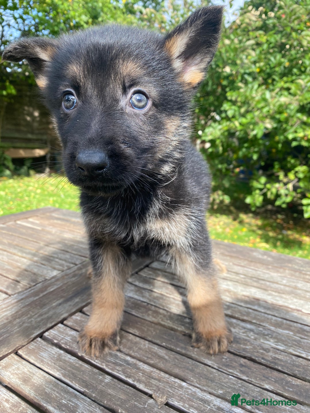 German Shepherd dogs for sale: Chunky Farm bred GSD pups ready now. - Image 12