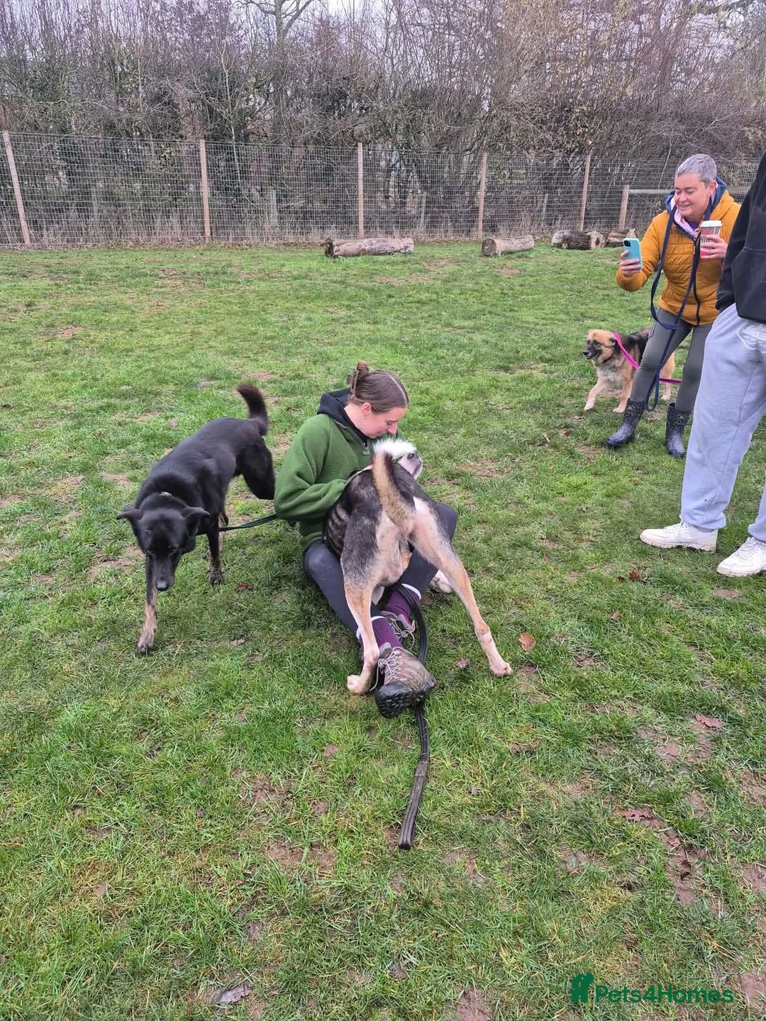 Mixed Breed dogs for adoption: Lucky - Norwich Norfolk  - Advert 15
