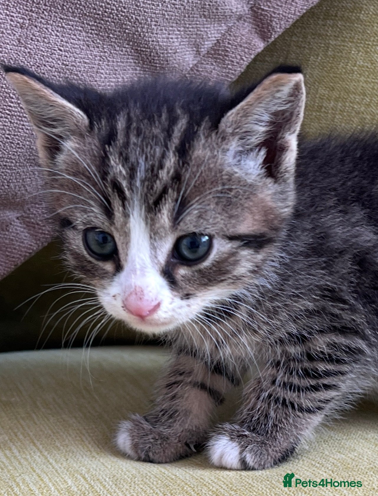 Mixed Breed cats REDUCED PRICE DUE TO HOLIDAY - LAST KITTEN  - Advert 2