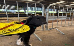Mixed Breed dogs for adoption: Meet Buffy, currently residing in Cheshire  - Image 4