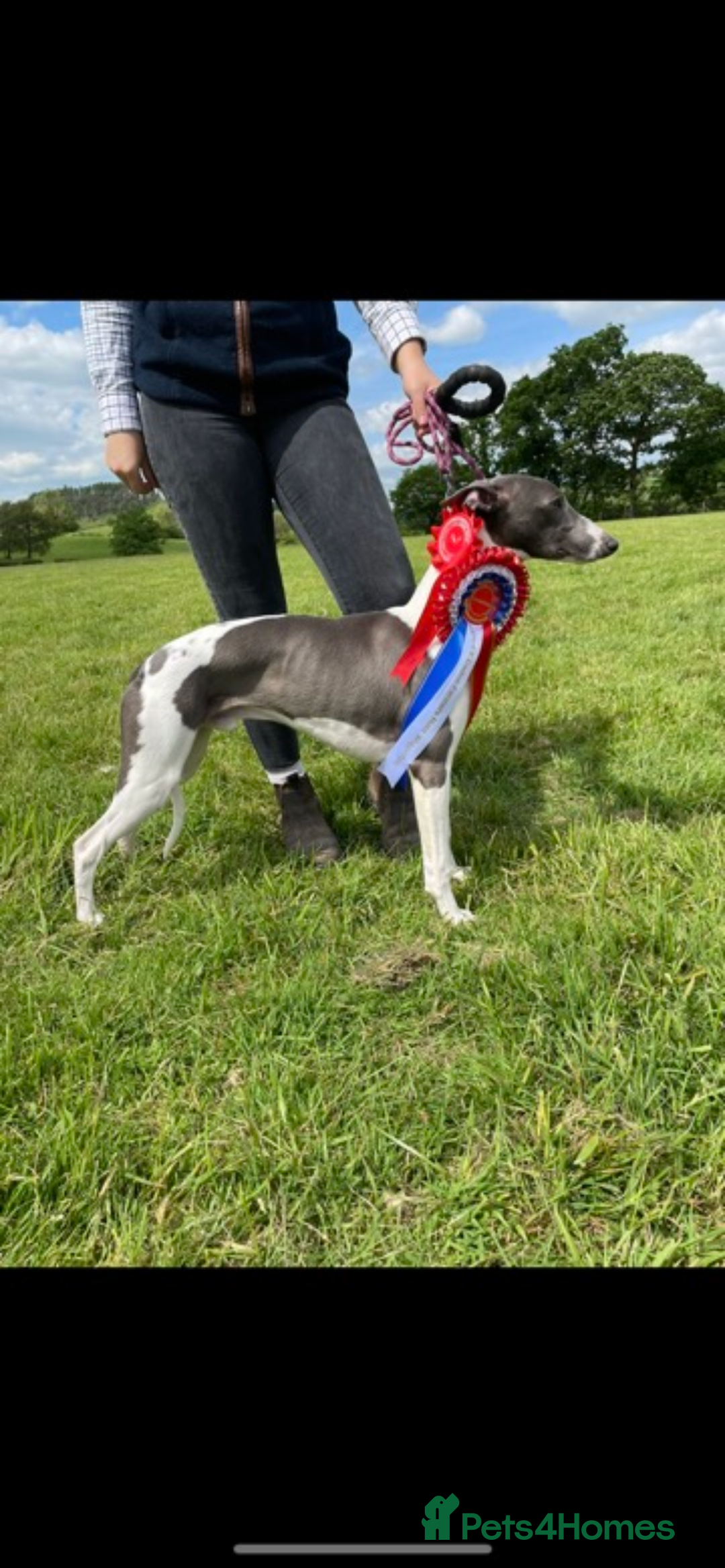 Whippet dogs for sale: Top quality whippet girl pups  - Advert 5