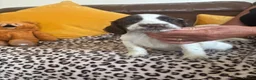 Sprocker dogs for sale: Sprocker spaniel puppies - Advert 14