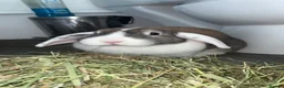 French Lop rabbits for sale: Looking to rehome my female lop rabbit - Advert 1