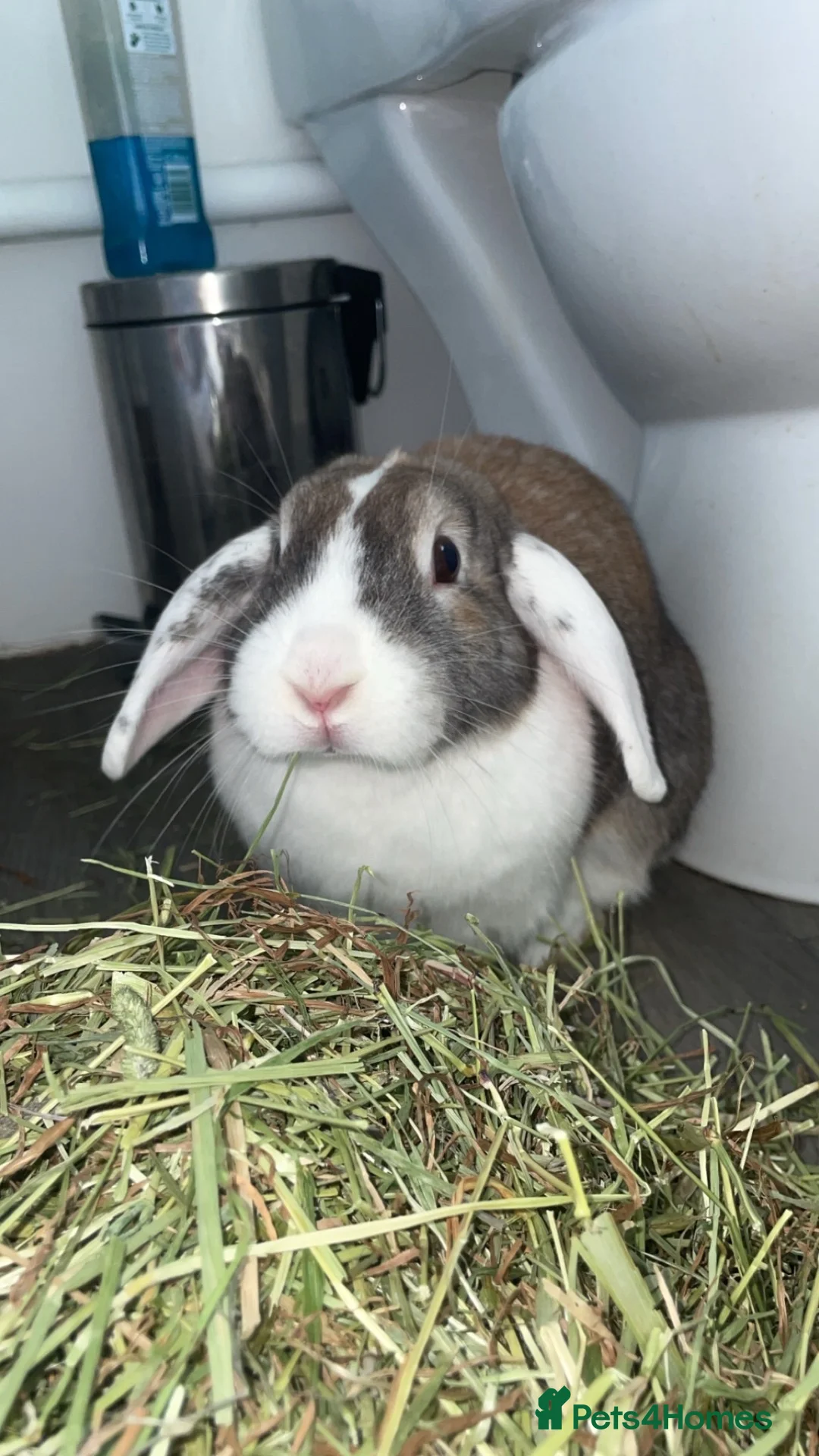 French Lop rabbits for sale: Looking to rehome my female lop rabbit - Advert 1