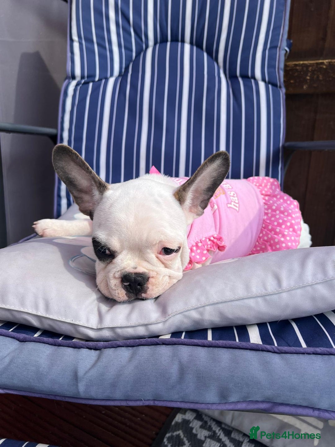 French Bulldog dogs for sale: Adorable Frenchie Puppies Seeking Forever Homes - Image 26
