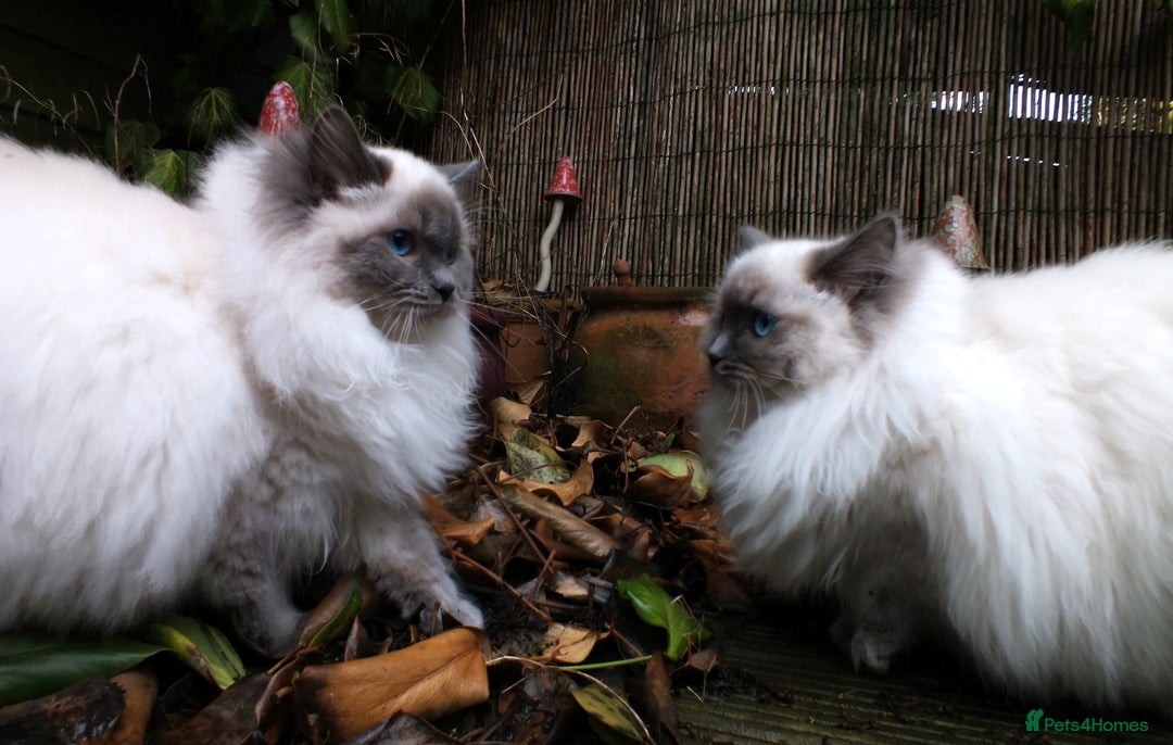 Ragdoll cats for sale: GCCF RAGDOLL KITTENS IMPORTED CHAMPION BLOODLINES - Advert 8