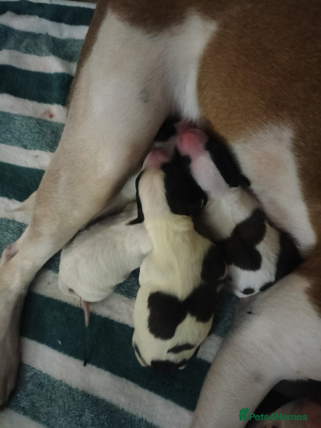 Mixed Breed dogs for sale: Cute litter of puppies  - Image 5