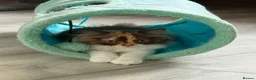 British Longhair cats for sale: Pedigree British Longhair chocolate tortie TICA - Advert 4