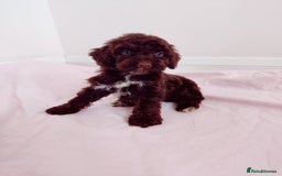 Cockapoo dogs for sale: Outstanding Cockapoo Puppies - Image 18