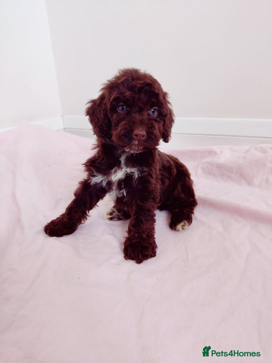 Cockapoo dogs for sale: Outstanding Cockapoo Puppies - Image 18