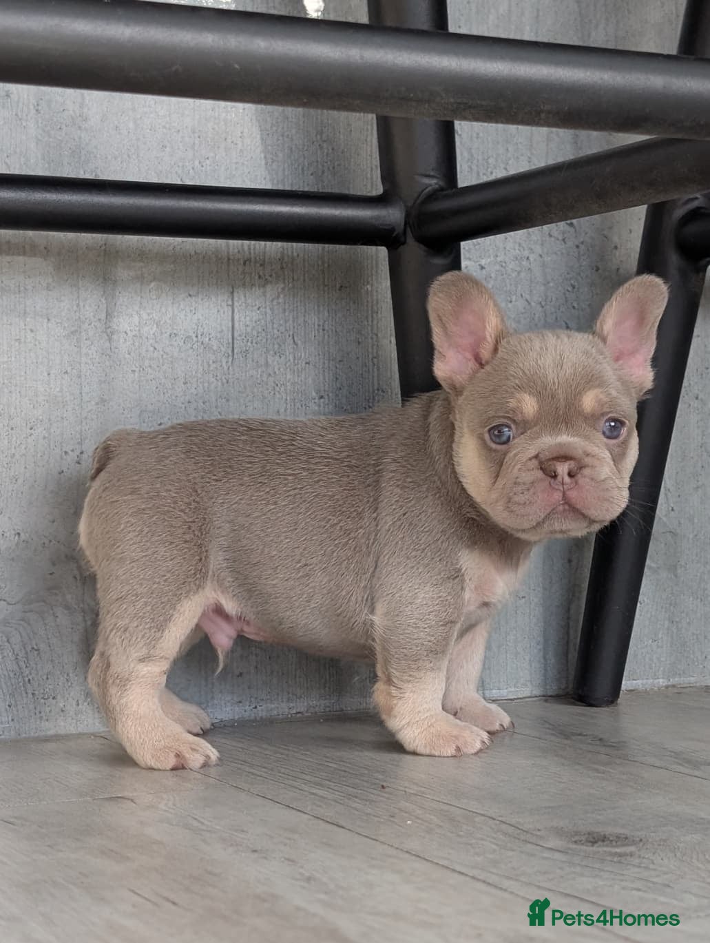 French Bulldog dogs 6 Amazing quality French bulldog pups - Advert 1