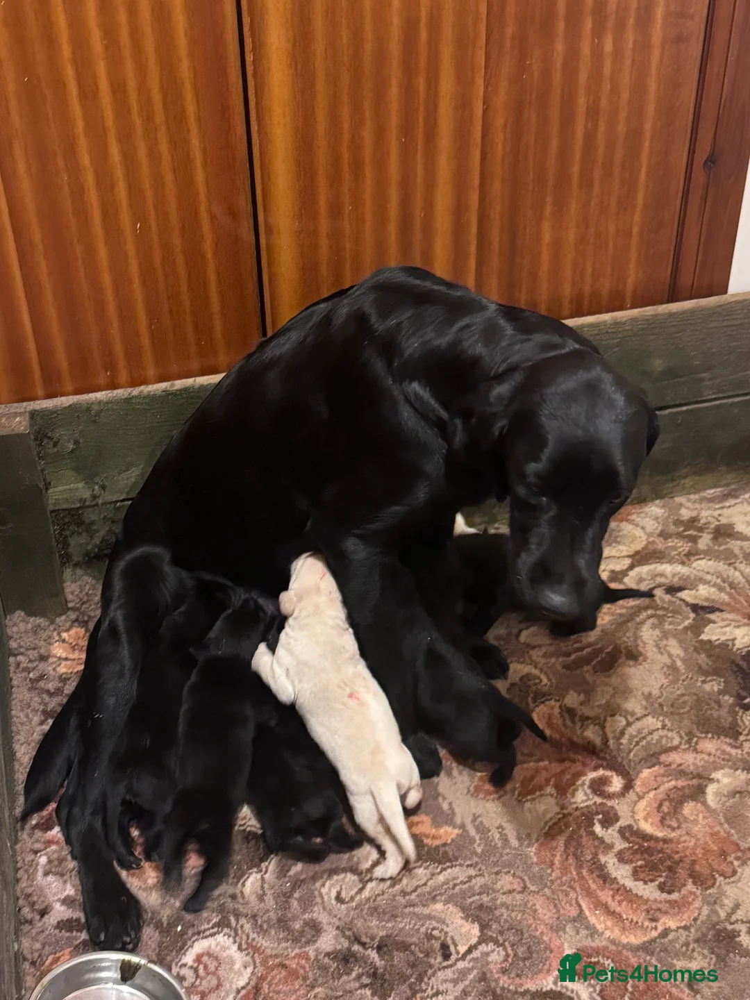 Labrador Retriever dogs for sale: KC Reg Labrador Pups - Advert 2