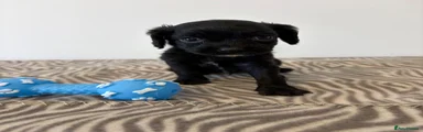 Cavapoo 2