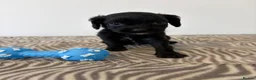 Cavapoo dogs for sale: 🐾💕STUNNING CAVAPOOS 💕🐾 - Advert 16