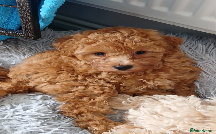 Maltipoo dogs in Canterbury - Advert 11